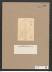 Navicula notabilis Grev. (de-Toni-Nr.: Genus 1, Species 808) Zeichnungen Sammlung Grunow Nr. 1312 (NHMW-BOT-W0367983)